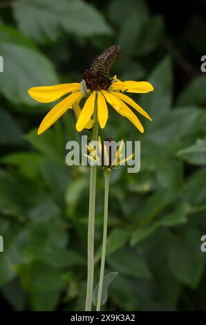 Géant Coneflower, Rudbeckia maxima Banque D'Images