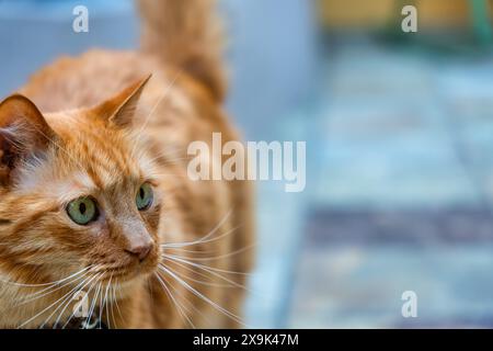 Beau chat en gros plan regardant avec intérêt une photo avec un espace vide, copyspace. Banque D'Images