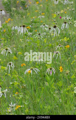 Échinacée pâle, Echinacea pallida Banque D'Images