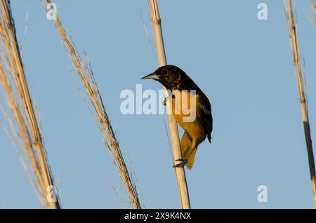 Baltimore Oriole, Icterus galbula, homme Banque D'Images