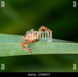 Une araignée de crabe commune se cache sur une pousse d'herbe Banque D'Images