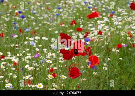 Harefield, Royaume-Uni. 1er juin 2024. Beaux coquelicots rouges et fleurs sauvages dans un parc à Harefield dans le quartier londonien de Hillingdon. La Royal British Légion marquera les événements du 80e anniversaire de d-d au Royaume-Uni et en Normandie les 5 et 6 juin 2024, ainsi que des événements communautaires dans tout le Royaume-Uni. Ils demandent aux anciens combattants de Normandie, aux familles des morts, aux descendants des anciens combattants de Normandie et aux membres du public de se joindre à eux pour commémorer le jour J 80. Crédit : Maureen McLean/Alamy Banque D'Images