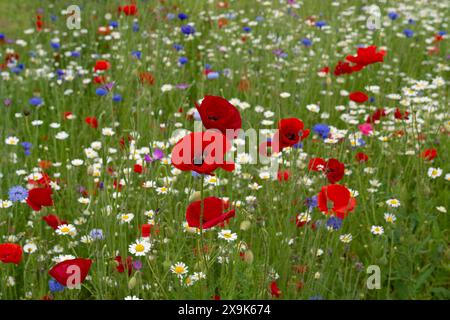 Harefield, Royaume-Uni. 1er juin 2024. Beaux coquelicots rouges et fleurs sauvages dans un parc à Harefield dans le quartier londonien de Hillingdon. La Royal British Légion marquera les événements du 80e anniversaire de d-d au Royaume-Uni et en Normandie les 5 et 6 juin 2024, ainsi que des événements communautaires dans tout le Royaume-Uni. Ils demandent aux anciens combattants de Normandie, aux familles des morts, aux descendants des anciens combattants de Normandie et aux membres du public de se joindre à eux pour commémorer le jour J 80. Crédit : Maureen McLean/Alamy Banque D'Images