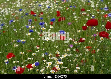 Harefield, Royaume-Uni. 1er juin 2024. Beaux coquelicots rouges et fleurs sauvages dans un parc à Harefield dans le quartier londonien de Hillingdon. La Royal British Légion marquera les événements du 80e anniversaire de d-d au Royaume-Uni et en Normandie les 5 et 6 juin 2024, ainsi que des événements communautaires dans tout le Royaume-Uni. Ils demandent aux anciens combattants de Normandie, aux familles des morts, aux descendants des anciens combattants de Normandie et aux membres du public de se joindre à eux pour commémorer le jour J 80. Crédit : Maureen McLean/Alamy Banque D'Images