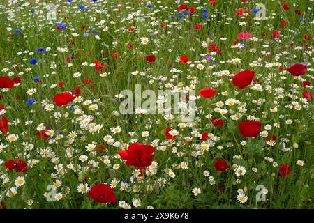 Harefield, Royaume-Uni. 1er juin 2024. Beaux coquelicots rouges et fleurs sauvages dans un parc à Harefield dans le quartier londonien de Hillingdon. La Royal British Légion marquera les événements du 80e anniversaire de d-d au Royaume-Uni et en Normandie les 5 et 6 juin 2024, ainsi que des événements communautaires dans tout le Royaume-Uni. Ils demandent aux anciens combattants de Normandie, aux familles des morts, aux descendants des anciens combattants de Normandie et aux membres du public de se joindre à eux pour commémorer le jour J 80. Crédit : Maureen McLean/Alamy Banque D'Images