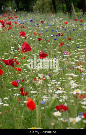 Harefield, Royaume-Uni. 1er juin 2024. Beaux coquelicots rouges et fleurs sauvages dans un parc à Harefield dans le quartier londonien de Hillingdon. La Royal British Légion marquera les événements du 80e anniversaire de d-d au Royaume-Uni et en Normandie les 5 et 6 juin 2024, ainsi que des événements communautaires dans tout le Royaume-Uni. Ils demandent aux anciens combattants de Normandie, aux familles des morts, aux descendants des anciens combattants de Normandie et aux membres du public de se joindre à eux pour commémorer le jour J 80. Crédit : Maureen McLean/Alamy Banque D'Images