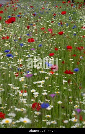 Harefield, Royaume-Uni. 1er juin 2024. Beaux coquelicots rouges et fleurs sauvages dans un parc à Harefield dans le quartier londonien de Hillingdon. La Royal British Légion marquera les événements du 80e anniversaire de d-d au Royaume-Uni et en Normandie les 5 et 6 juin 2024, ainsi que des événements communautaires dans tout le Royaume-Uni. Ils demandent aux anciens combattants de Normandie, aux familles des morts, aux descendants des anciens combattants de Normandie et aux membres du public de se joindre à eux pour commémorer le jour J 80. Crédit : Maureen McLean/Alamy Banque D'Images