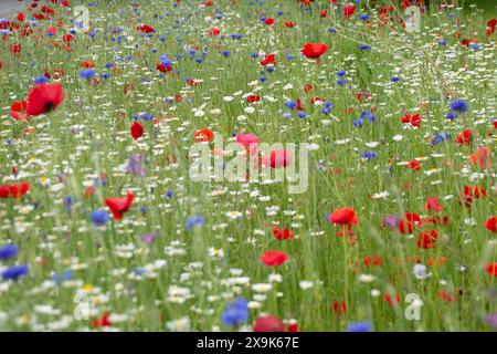 Harefield, Royaume-Uni. 1er juin 2024. Beaux coquelicots rouges et fleurs sauvages dans un parc à Harefield dans le quartier londonien de Hillingdon. La Royal British Légion marquera les événements du 80e anniversaire de d-d au Royaume-Uni et en Normandie les 5 et 6 juin 2024, ainsi que des événements communautaires dans tout le Royaume-Uni. Ils demandent aux anciens combattants de Normandie, aux familles des morts, aux descendants des anciens combattants de Normandie et aux membres du public de se joindre à eux pour commémorer le jour J 80. Crédit : Maureen McLean/Alamy Banque D'Images