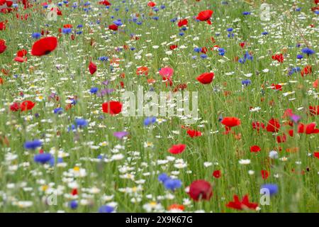 Harefield, Royaume-Uni. 1er juin 2024. Beaux coquelicots rouges et fleurs sauvages dans un parc à Harefield dans le quartier londonien de Hillingdon. La Royal British Légion marquera les événements du 80e anniversaire de d-d au Royaume-Uni et en Normandie les 5 et 6 juin 2024, ainsi que des événements communautaires dans tout le Royaume-Uni. Ils demandent aux anciens combattants de Normandie, aux familles des morts, aux descendants des anciens combattants de Normandie et aux membres du public de se joindre à eux pour commémorer le jour J 80. Crédit : Maureen McLean/Alamy Banque D'Images