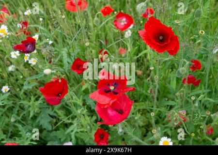 Harefield, Royaume-Uni. 1er juin 2024. Beaux coquelicots rouges et fleurs sauvages dans un parc à Harefield dans le quartier londonien de Hillingdon. La Royal British Légion marquera les événements du 80e anniversaire de d-d au Royaume-Uni et en Normandie les 5 et 6 juin 2024, ainsi que des événements communautaires dans tout le Royaume-Uni. Ils demandent aux anciens combattants de Normandie, aux familles des morts, aux descendants des anciens combattants de Normandie et aux membres du public de se joindre à eux pour commémorer le jour J 80. Crédit : Maureen McLean/Alamy Banque D'Images