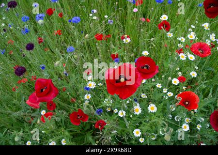 Harefield, Royaume-Uni. 1er juin 2024. Beaux coquelicots rouges et fleurs sauvages dans un parc à Harefield dans le quartier londonien de Hillingdon. La Royal British Légion marquera les événements du 80e anniversaire de d-d au Royaume-Uni et en Normandie les 5 et 6 juin 2024, ainsi que des événements communautaires dans tout le Royaume-Uni. Ils demandent aux anciens combattants de Normandie, aux familles des morts, aux descendants des anciens combattants de Normandie et aux membres du public de se joindre à eux pour commémorer le jour J 80. Crédit : Maureen McLean/Alamy Banque D'Images