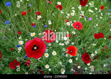 Harefield, Royaume-Uni. 1er juin 2024. Beaux coquelicots rouges et fleurs sauvages dans un parc à Harefield dans le quartier londonien de Hillingdon. La Royal British Légion marquera les événements du 80e anniversaire de d-d au Royaume-Uni et en Normandie les 5 et 6 juin 2024, ainsi que des événements communautaires dans tout le Royaume-Uni. Ils demandent aux anciens combattants de Normandie, aux familles des morts, aux descendants des anciens combattants de Normandie et aux membres du public de se joindre à eux pour commémorer le jour J 80. Crédit : Maureen McLean/Alamy Banque D'Images