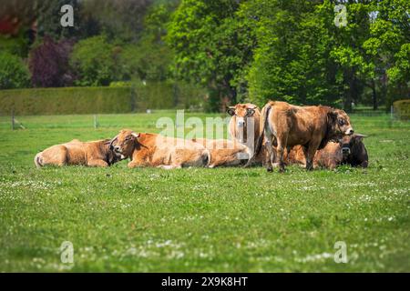 Troupeau de vaches heureuses sur un pâturage Banque D'Images