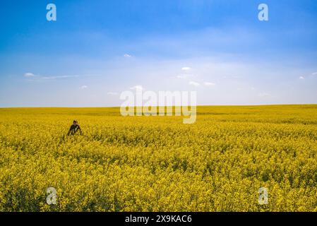 Une fille seule se tient dans un champ de fleurs de colza jaune vif à Fuente Palmera, Cordoue, Espagne. Banque D'Images