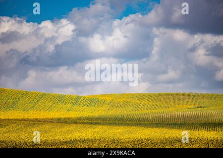 Un champ de tournesols en fleurs sous un ciel nuageux dans la province de Séville en Espagne. Banque D'Images