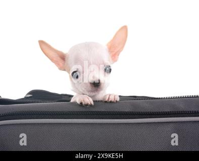 Chiot chihuahua in front of white background Banque D'Images