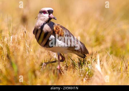 Vanellus chilensis (Vanellus chilensis) est un oiseau commun au Brésil Banque D'Images