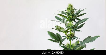 Plante de marijuana médicale isolée sur fond blanc. Cannabis à usage médical avec une teneur élevée en CBD THC. Bannière avec plante de chanvre à fleurs vertes Banque D'Images