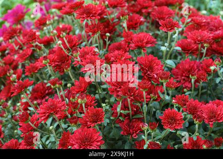 Champ de buissons de chrysanthèmes rouges frais et lumineux en fleurs dans le jardin d'automne à l'extérieur en journée ensoleillée, parterre de fleurs. Fond de fleur pour carte de voeux, wallpa Banque D'Images