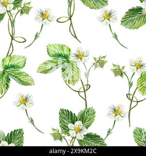 Motif sans couture de fleurs de fraise. Brindilles vertes avec des feuilles, des vrilles. Illustration d'aquarelle dessinée à la main isolée sur fond blanc. Emballage PAP Banque D'Images