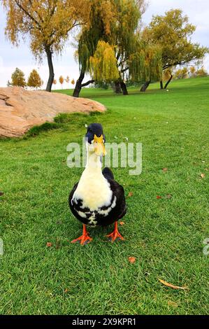 Un grand canard vert et moelleux se tient sur une pelouse verte. Ferme de volaille dans le village. Oiseaux aquatiques, chasse Banque D'Images