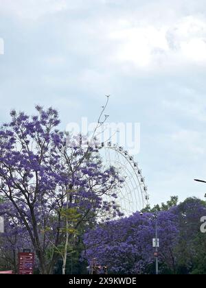 Mexico, Mexique - 20 mars 2024 : la roue de la Fortune Aztlan 360, une icône urbaine de 85 mètres de haut, pièce maîtresse du parc urbain Aztlan Banque D'Images