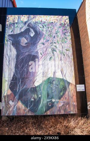 L'ours noir et le hêtre mural dans le centre-ville d'Antigonish, Nouvelle-Écosse, Canada Banque D'Images