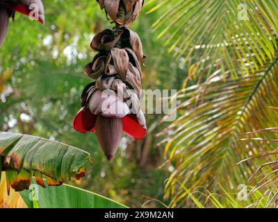 Fleur de banane poussant sur une branche d'arbre, l'île Canaries de Tenerife. Banque D'Images