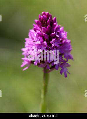 Orchidée pyrimidale, Anacamptis pyramidalis, Orchidaceae Banque D'Images