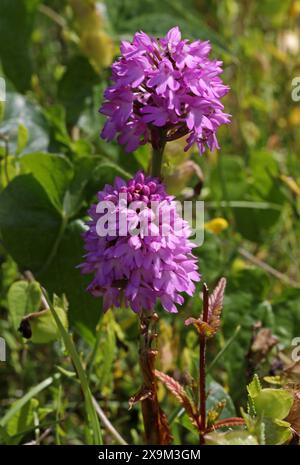 Orchidée pyrimidale, Anacamptis pyramidalis, Orchidaceae Banque D'Images