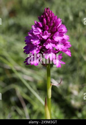 Orchidée pyrimidale, Anacamptis pyramidalis, Orchidaceae Banque D'Images