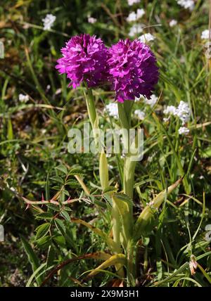 Orchidée pyrimidale, Anacamptis pyramidalis, Orchidaceae Banque D'Images