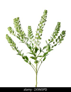 Thlaspi arvense isolé sur fond blanc. Gousses aplaties et ovales de Pennycress des champs. Herbe médicinale. Banque D'Images