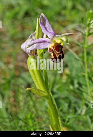 Orchidée d'abeille, Ophrys apifera var. Aurita, Orchidaceae. Chilterns, Bedfordshire, Royaume-Uni. Banque D'Images