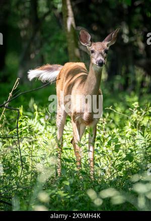 Le jeune cerf, avec ses pattes minces et son cadre délicat, apparaît presque éthéré dans la douce lumière. Banque D'Images