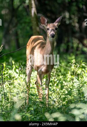 Le jeune cerf, avec ses pattes minces et son cadre délicat, apparaît presque éthéré dans la douce lumière. Banque D'Images