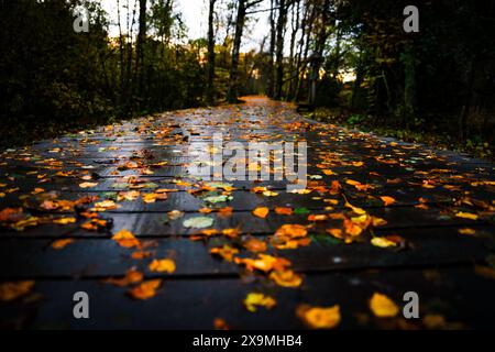 rhön, schwarzes moor, automne, feuilles d'automne, humeur d'automne, forêt, arbres, sentier en bois Banque D'Images