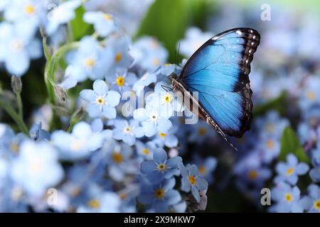 Beau papillon sur Forget-me-not fleur dans le jardin, gros plan Banque D'Images