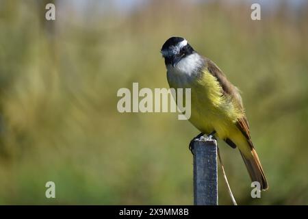 Grand kiskadee (Pitangus sulphuratus) (bienteveo comun) sur un poteau dans un parc public de Buenos Aires Banque D'Images