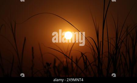 Un coucher de soleil serein avec le coucher de soleil derrière des silhouettes d'herbe, projetant une lueur orange et créant une atmosphère paisible Banque D'Images