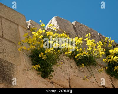 Fleurs jaunes poussant d'un vieux mur de pierre sous un ciel bleu clair, la ville de mdina sur l'île de malte avec des maisons historiques, colorées Banque D'Images