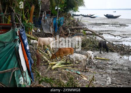 Arbres déracinés vus au lendemain à Mongla. Le cyclone Remal, qui a pris naissance dans la baie du Bengale, a frappé les districts côtiers du sud du Bangladesh dans la nuit du dimanche 26 mai. Le cyclone a entraîné des vents dévastateurs de 90 à 120 km/h, entraînant des inondations et des destructions considérables. Les Sundarbans, barrière naturelle critique et site du patrimoine mondial de l'UNESCO, ont subi le plus gros des conséquences du cyclone. Les eaux de crue ont grimpé de trois à quatre pieds au-dessus de la normale, submergeant de vastes zones et causant des dommages importants à la faune et aux infrastructures, y compris le Karamjal Wildlife Bree Banque D'Images