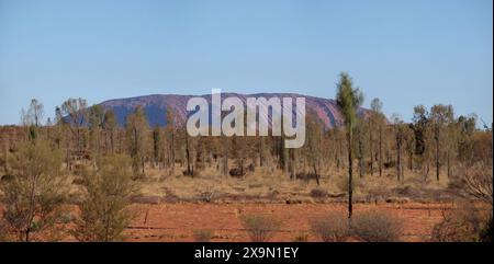 Vue sur l'énorme rocher de grès d'Uluru, l'herbe sèche et les chênes du désert vue depuis une chambre d'hôtel à Yulara, Australie Banque D'Images