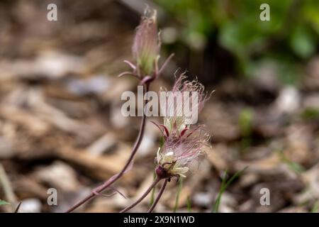 Vue de texture défocalisée abstraite de fleurs vivaces de fumée de prairie (geum triflorum) en fleurs, avec des poils violets ressemblant à de la fumée Banque D'Images