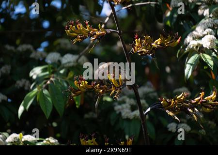 Néo-Zélandais Bellbird (noms Māori korimako, makomako et kōmako) sur lin NZ (harakeke). Il est endémique de Nouvelle-Zélande. Anthornis melanura. Banque D'Images