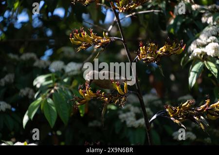 Néo-Zélandais Bellbird (noms Māori korimako, makomako et kōmako) sur lin NZ (harakeke). Il est endémique de Nouvelle-Zélande. Anthornis melanura. Banque D'Images