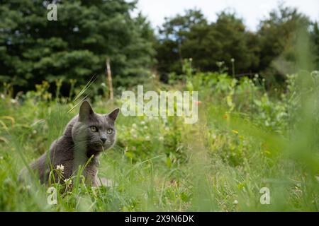 Chat gris chartreux dans un jardin naturaliste. grands arbres en arrière-plan. Banque D'Images