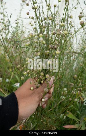 Personne cueillant un bouquet de graines de lin ((Linum usitatissimum). Conservation des semences pour la revente. Banque D'Images