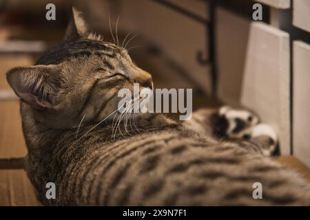 Un chat tabby maquereau brun reposant les yeux fermés sous le soleil à l'intérieur avec des meubles en bois. Banque D'Images