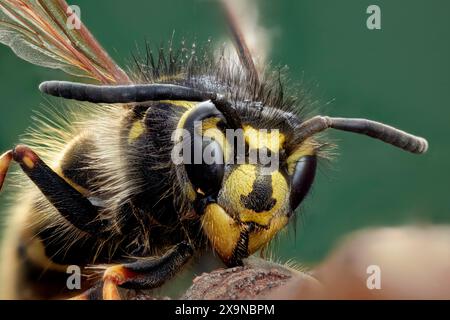 Tête d'une guêpe commune (Vespula vulgaris) montrant des yeux composés photographiés à un grossissement de 2,5:1. Banque D'Images